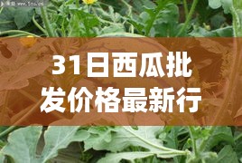 某年某月31日西瓜批发价格最新行情分析——以某市场为例