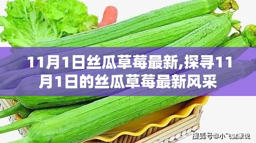 探寻11月丝瓜草莓的最新风采