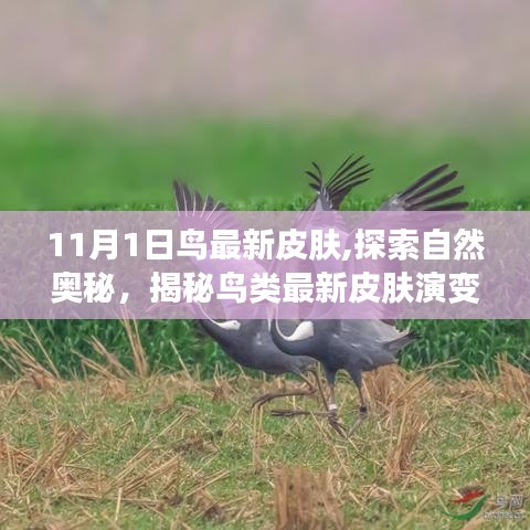 揭秘鸟类最新皮肤演变，探索自然奥秘，以11月鸟类为例的鸟类皮肤演变探索