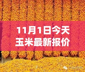 今日玉米最新报价深度解析，市场动态与未来趋势（XXXX年11月1日更新）