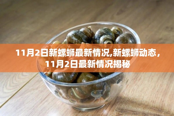 揭秘，新螺蛳最新动态，11月2日最新情况解析