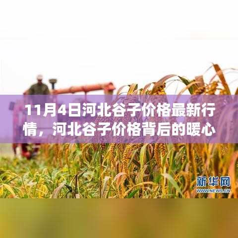 河北谷子最新行情，秋日收获背后的暖心故事与友情交织的盛宴