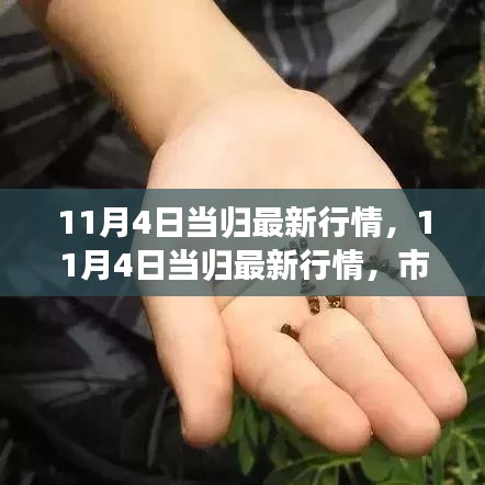 11月4日当归行情解析，市场走势与前景预测