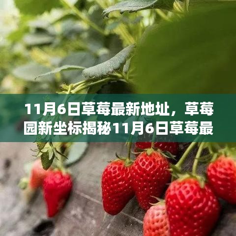 11月6日草莓新坐标揭秘，采摘甜蜜之旅开启