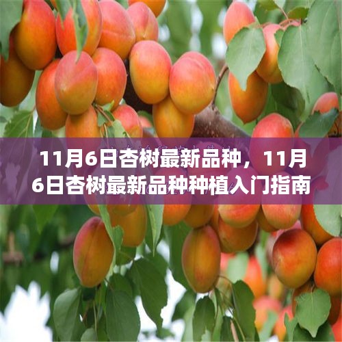 11月6日杏树最新品种种植入门，选购、养护一步到位指南