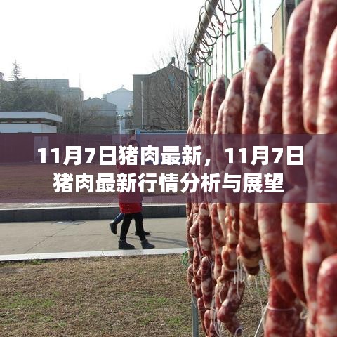 11月7日猪肉最新行情分析与展望，市场走势及未来预测