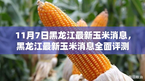 黑龙江玉米最新消息，特性、体验、竞品对比及用户分析深度报告（11月7日）