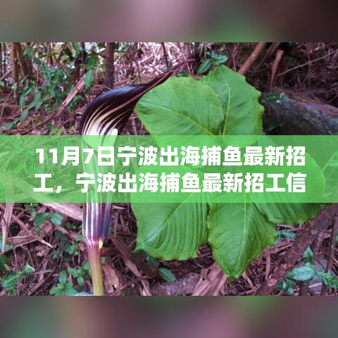 宁波出海捕鱼最新招工信息揭秘，捕鱼行业的机遇与挑战探索