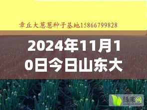 山东大葱背后的温情故事，最新价格揭示暖心日常（2024年11月10日）