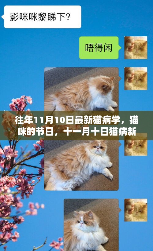 十一月十日猫病新篇章下的温馨日常与猫咪的节日更新解读