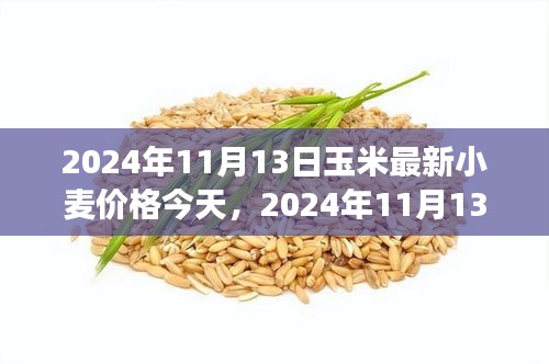 2024年11月13日玉米小麦价格更新及市场走势分析与预测