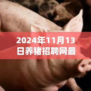 养猪招聘网最新动态与行业深度解析，2024年11月13日最新招聘信息