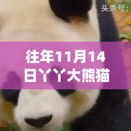 往年11月14日丫丫大熊猫励志成长纪实，自信成就梦想之路