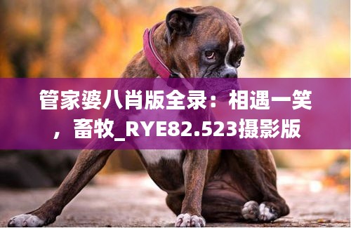 管家婆八肖版全录：相遇一笑，畜牧_RYE82.523摄影版