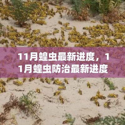 11月蝗虫防治最新进度详解，步骤指南