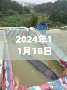 2024年11月18日西安鱼池放鱼盛况，鱼跃欢腾一览无余