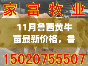 鲁西黄牛苗最新价格揭示，变化中的机遇与自信力量成长之路