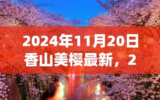 香山美樱深秋绽放，最新篇章（2024年11月20日）