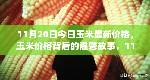 11月20日玉米最新价格背后的温馨故事与奇遇