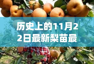 历史上的11月22日，最新梨苗品种种植指南与探索