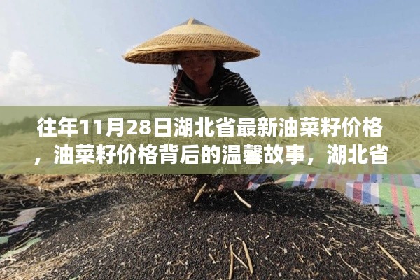 湖北省油菜籽价格背后的秋日记忆与温馨故事