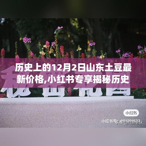 揭秘历史与今日交汇点，山东土豆最新价格动态，小红书专享揭秘山东土豆市场12月2日篇章