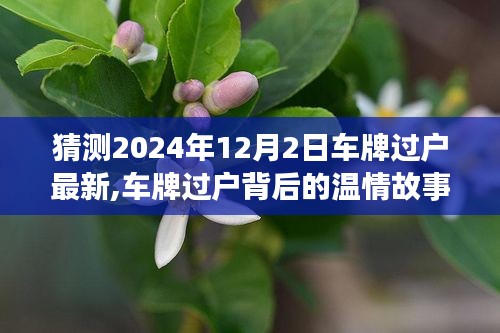 温情旅程，车牌过户背后的友情、家庭与未来展望（2024年12月2日最新解读）