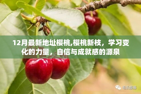 樱桃新枝，学习变化的力量，自信与成就感的源泉（12月最新地址樱桃资讯）