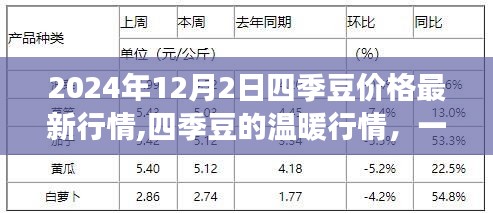 四季豆的温暖行情，友情与陪伴的温馨故事（最新行情报道）