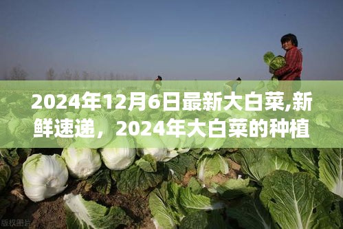 2024年大白菜最新种植秘籍与品鉴指南，新鲜速递