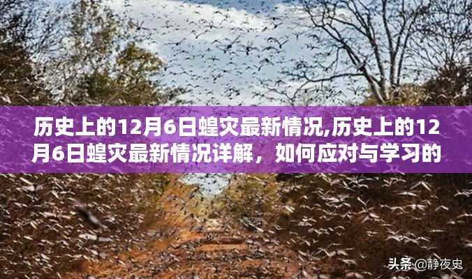 历史上的12月6日蝗灾详解，应对与学习的全面指南