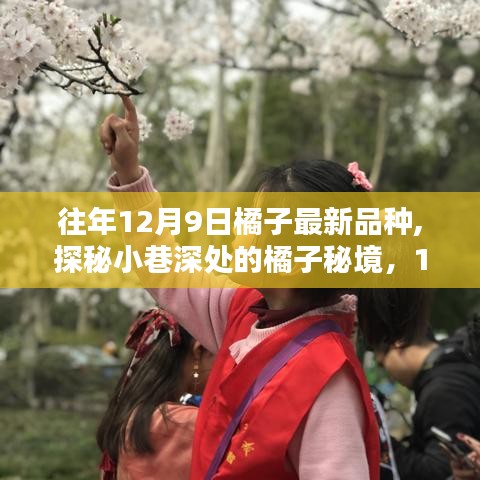 探秘小巷深处的橘子秘境，最新品种橘子盛宴（往年12月9日）