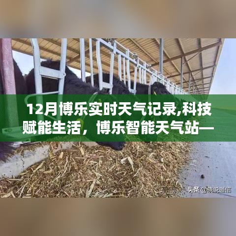 博乐智能天气站，科技赋能生活，实时掌握天气的艺术