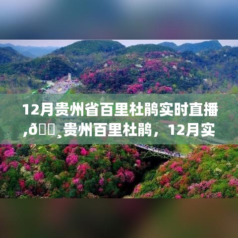 贵州百里杜鹃绽放盛宴，12月实时直播，视觉震撼