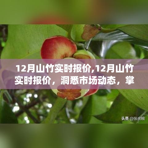 洞悉市场动态，12月山竹实时报价及价格走势解析