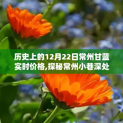 探秘常州小巷深处的甘蓝宝藏，历史价格揭秘与特色小店奇遇记——12月22日常州甘蓝实时价格一探究竟