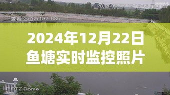 鱼塘监控下的生态观察与深度思考，2024年12月22日实时监控照片分享