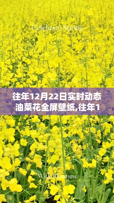 往年12月22日实时动态油菜花全屏壁纸，科技与艺术的绚丽交融