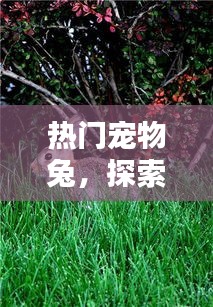 热门宠物兔的魅力与乐趣探索（2024年）