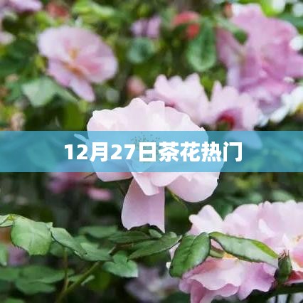 茶花盛开季，12月27日盛景不容错过