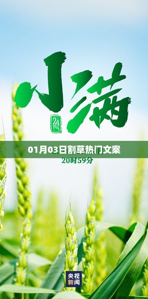 割草热门文案大揭秘，01月03日精选内容