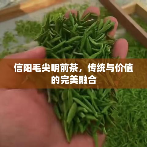 信阳毛尖明前茶，传统与价值的完美融合