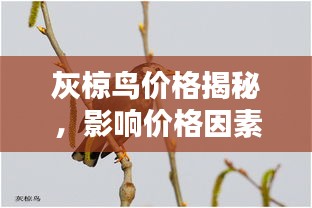 灰椋鸟价格揭秘，影响价格因素大探讨