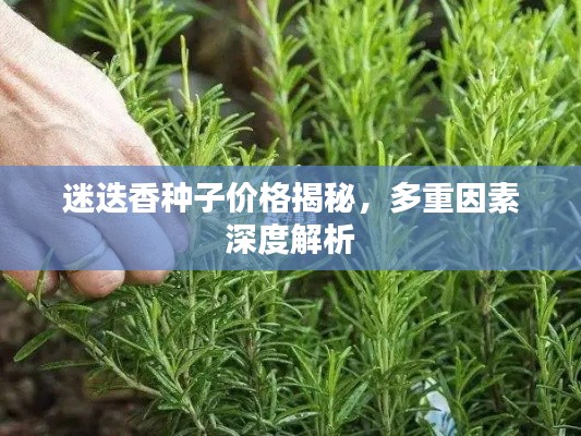 迷迭香种子价格揭秘，多重因素深度解析