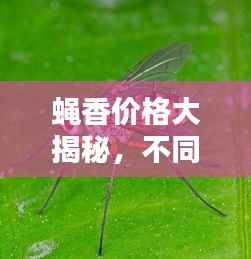 蝇香价格大揭秘，不同品牌与种类的蝇香价格差异对比