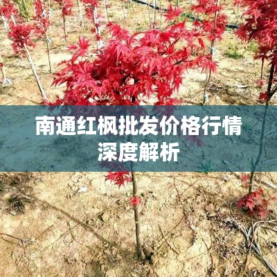 南通红枫批发价格行情深度解析