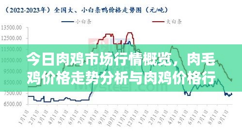 今日肉鸡市场行情概览，肉毛鸡价格走势分析与肉鸡价格行情解读