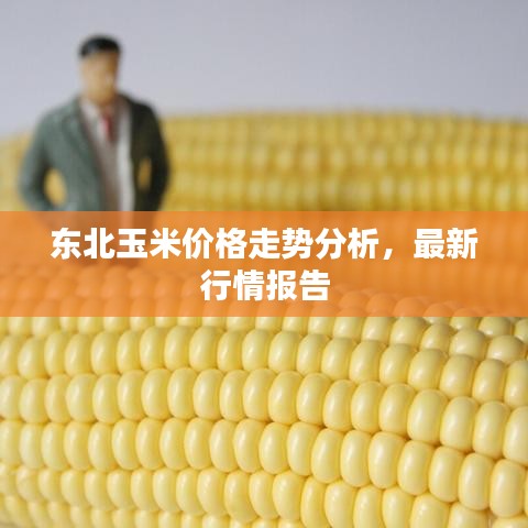 东北玉米价格走势分析，最新行情报告