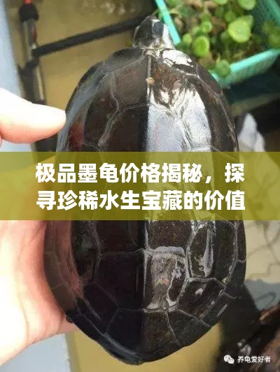 极品墨龟价格揭秘，探寻珍稀水生宝藏的价值之旅