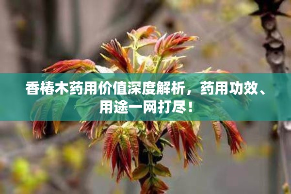 香椿木药用价值深度解析，药用功效、用途一网打尽！